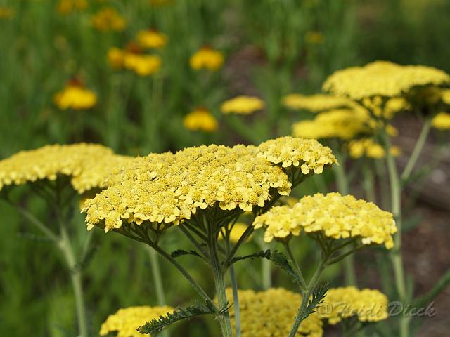 Achillea Helios_1.JPG - Achillea 'Helios' / Schafgarbe, Staudengärtnerei zur Linden